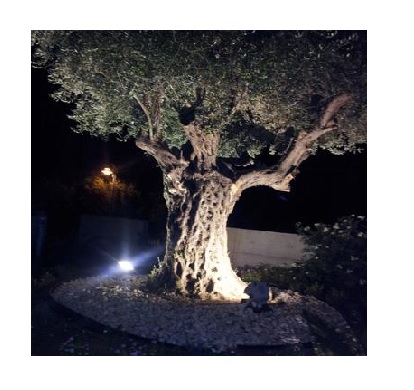 שלומי שמאי